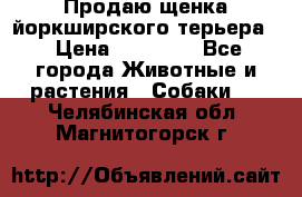 Продаю щенка йоркширского терьера  › Цена ­ 20 000 - Все города Животные и растения » Собаки   . Челябинская обл.,Магнитогорск г.